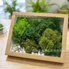 Musgo de Reno Preservado Flor Seca DIY Paisajismo Micro Paisaje, Botella Ecológica, Planta en Maceta de Vidrio, Cubierta de Suelo para Bonsái