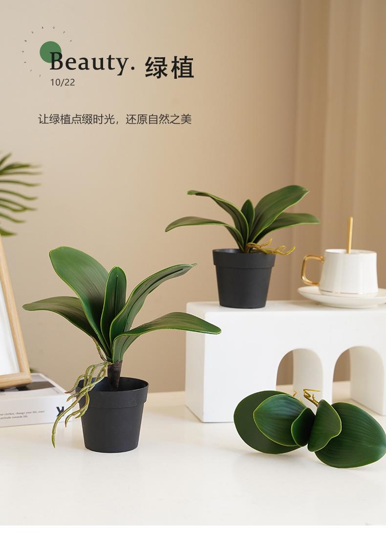 五片兰花叶_01.jpg