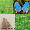 Especímenes de Mariposas Reales para Práctica, Mariposas Originales con Alas Sin Abrir, Materiales DIY para Espécimenes de Insectos, Mariposas Monarca, Insectos Originales, Mariposas Cola de Golondrina