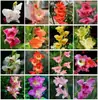 Bulbos de Gladiolo y Flor de Acanthopanax, plántulas de flores en maceta, perenne, resistente al frío, fáciles de cultivar y mantener durante todo el año, bulbos florales con capullos