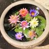 Plantas Aquáticas Quatro Estações Pequeno Bloco de Raiz de Lírio d'Água Multicolorido Bloco de Raiz Lírio d'Água Hidropônico Flor Lagoa Vaso Lírio d'Água para Apreciação