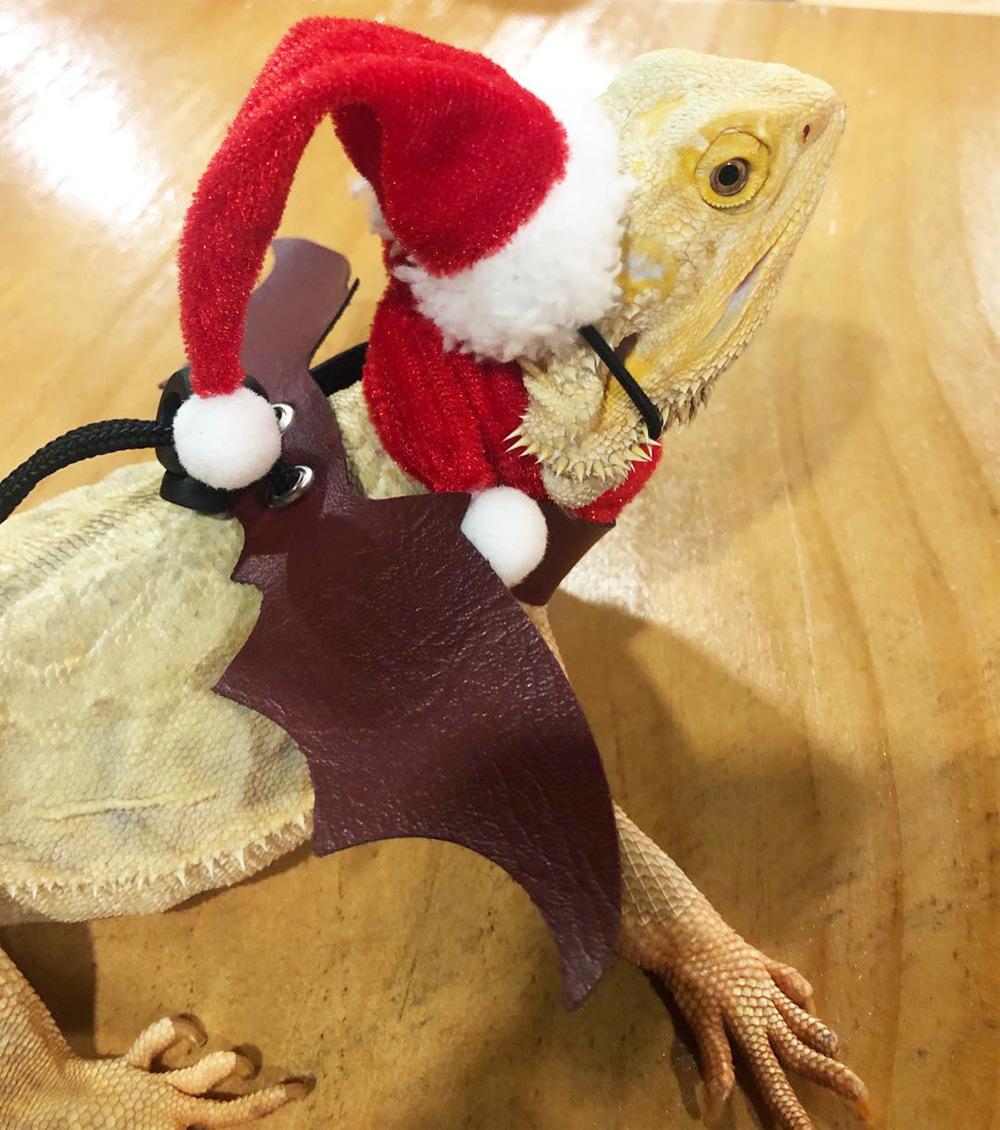 lizard Xmas7