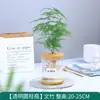 Plantas Hidropónicas Favoritas de los Agricultores Bonsái de Escritorio Plantas Verdes Planta Roja de la Suerte Plantas Pequeñas en Maceta Escritorio de Oficina Plantas Verdes Pequeñas Fáciles de Cuidar