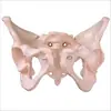 Modelo de pelvis femenina y músculo del suelo pélvico Modelo de pelvis masculina Modelo de medición de la pelvis