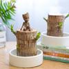 Dropshipping Madera Brasileña Hombre Árbol Groot Floración Cultura del Agua Madera de la Suerte Interior Fácil de Cultivar Florales Perezosos Mini