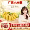 Seleção CuidadosaBanana de Guangxi Atacado Dropshipping 2/6 Jin/Com Caule/3-4 Bananas 8-9 Jin Fruta Fresca