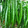 Plántulas de berenjena para cuatro estaciones, plantas en maceta con tierra, variedades viejas injertadas de berenjena morada y semillas de berenjena de Hangzhou, plántulas de hortalizas de primavera