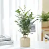 Plantas Verdes de Interior para Escritorio, Plantas Pequeñas en Maceta, Adornos Estilo Crema, Eliminación de Formaldehído y Purificación del Aire de Interior, Adecuado para Todas las Estaciones