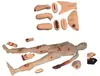 Modelo de Fractura de Húmero, Modelo de Entrenamiento para Fijación de Fracturas