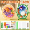 Modelo de Célula Biológica Kit de Materiales DIY Biología de Séptimo Grado Materiales para Hacer Modelo de Célula Vegetal Animal y Vegetal Real
