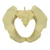 Instrumentos Quirúrgicos Ortopédicos de Trauma Sierra de Demostración de Implantes Hueso Artificial Pelvis Humana Cadera Modelo Óseo Esquelético Placa de Clavo Hueso