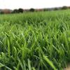 Semillas de Césped, Pasto de Centeno, Semillas de Césped Verde de Cuatro Estaciones, Semillas de Césped Mixto, Festuca Alta, Semillas de Césped Mixto de Festuca Azul, Semillas de Césped para Protección de Taludes