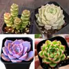Base de planta suculenta autoproducida y autovendida al por mayor suculentas pequeñas combinación de flores plantas en maceta plantas carnosas Lithops Haworthia
