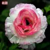 Bulbos de Ranúnculo, bulbos de Peônia, Peônias de flor dobrada, plantas fáceis de cultivar e resistentes para todas as estações, mudas de flores em vasos