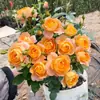 Hacker Queen Jugo Rosa Maceta Balcón Patio Villa Flor Planta Cuatro Estaciones Dropshipping