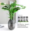 Las Plantas Hidropónicas Ave del Paraíso Son Fáciles de Cultivar y Viven en Todas las Estaciones. Sala de Estar Planta Verde Plantas en Maceta en la Oficina Escritorio Florales Strelitzia Reginae
