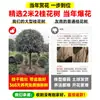 Mudas de Osmanthus, Árvores Grandes, Plantio de Pátio, Osmanthus Dourado, Plantas de Vaso Osmanthus de Quatro Estações, Plantas Grandes Raras, Plantas Florais e Verdes, Fácil de Cuidar