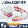 Modelo de Salud para el Cuidado Dental Diente Grande Limpieza Molde de Enseñanza Ampliación 6 Veces Cuidado Bucal Modelo de Diente