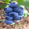 Mudas de Mirtilo F6 Esmeralda, Frutificação Dupla Temporada, Adequadas para Plantio em Regiões do Norte e do Sul, Mudas de Árvore Frutífera em Vasos Originais e Terra, Enviadas com Flores
