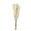 Flores Secas de Juncia Pequeña, Hierba de Pampa, Ramilletes de Juncia Pequeña al por Mayor, Ramilletes para Boda y Decoración del Hogar, Arreglos Florales DIY