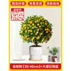 Plántulas de Árbol de Kumquat, Plantas en Maceta, Comestible con Piel Crujiente, Naranjas de Cuatro Estaciones, Flores de Interior y Plantas Verdes para la Sala de Estar, Enviado con Fruta
