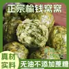 2026 Semilla de Olmo Nido Wotou Dumplings de Verduras Frescas Listos para Comer Granos Gruesos Hechos a Mano Panecillos de Verduras de Shandong Dumplings de Verduras al Vapor Recién Recolectados