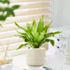 Helecho Nido de Pájaro Planta Verde para Sala de Estar Planta en Maceta de Interior para Entrada del Hogar, Baño, Dormitorio, Estación de Trabajo, Fácil de Cuidar, Aspecto de Alta Gama
