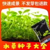 Acuario Semillas de Plantas Acuáticas Plantas Acuáticas Purificación Activa del Agua Decoración de Acuario Purificación Calidad del Agua Paquete de Semillas de Plantas Acuáticas