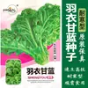 Semillas de Col Rizada Yanyou, Verdura de Crecimiento Rápido Resistente al Frío para Huerto y Granja, Semillas de Verduras de Hoja, Plantas en Maceta para Balcón para Sembrar en Todas las Estaciones