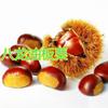 Sementes de Castanheira para Dropshipping Mudas de Castanheira Enxertadas Extra-Grandes de Alta Produtividade Mudas de Castanheira que Frutificam no Mesmo Ano e São Plantadas no Norte e no Sul
