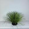Hotel jardinería canaleta decoración planta artificial césped artificial cebolla caña espadaña césped artificial planta verde fabricante
