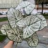 Sensación de simulación planta verde grande fábrica de comercio exterior 7 sensación color hojas de taro paisaje selva tropical jardín planta verde al por mayor