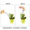 Suporte para Flores, Estaca de Suporte para Flores, Suporte para Flores de Ferro Forjado com Anel Único Pintado com Spray, Haste de Suporte para Plantas, Pilar de Suporte para Galhos de Plantas de Jardim, Fixador de Suporte para Flores
