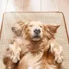 Colchoneta de hielo para mascotas, colchoneta de verano para gatos, colchoneta para jaula de verano para perros, colchoneta refrescante resistente a las mordeduras