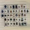 Fábrica Zhongkun Mundo de los Insectos Especímenes Reales de Insectos Venta Caliente Transfronteriza Dropshipping de una Sola Pieza Materiales Didácticos Ayudas Didácticas