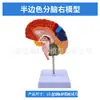 Modelo de cerebro Modelo de división de color del área funcional del cerebro Anatomía del cerebro humano Modelo de estructura cerebral Color del cerebro División por la mitad