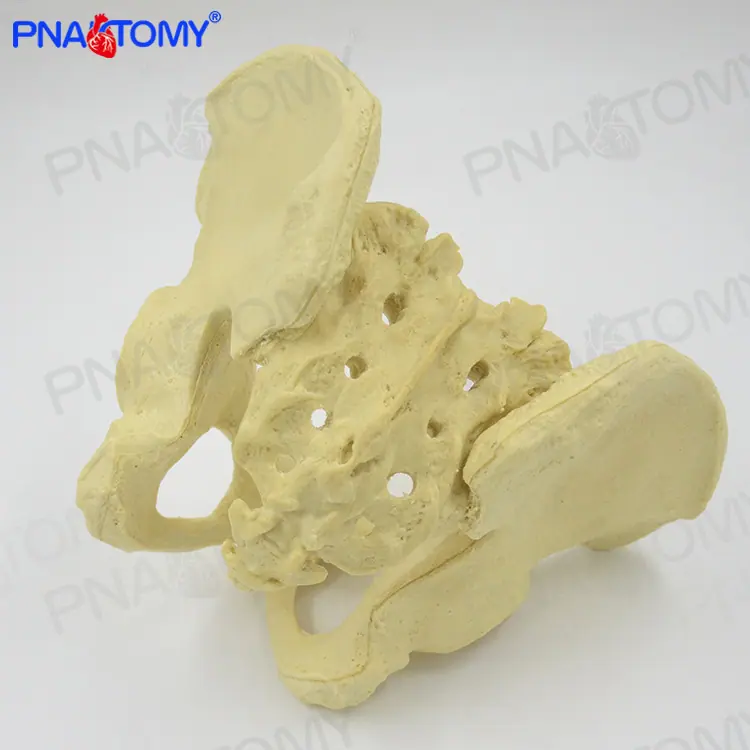 发泡骨盆06