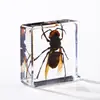 A Fábrica de Artesanato Zhongkun vende espécimes de insetos genuínos como itens decorativos, embutidos em resina de alta transparência, como brinquedos científicos educativos para crianças.