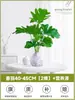 Planta de Ave del Paraíso Hidropónica en Maceta para Escritorio, Estilo Nórdico, Planta de Interior Perenne, Hojas Grandes, Cultivada en Agua, Tolera la Sombra, para Sala de Estar
