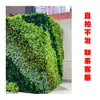 Parede de Plantas Simulada Parede Verde Decoração Externa Parede Eterna Recinto de Parede Hotel Shopping Parede de Celebridade da Internet Varanda Cabeça de Porta Decoração