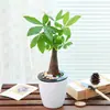 Plantas verdes para la oficina, plantas en maceta hidropónicas y a base de tierra, árboles de la fortuna, aloe vera, flores, plantas de escritorio, plantas de fácil cuidado y cocoteros en miniatura