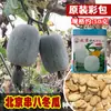 Semillas de Melón de Invierno Encordado Le Nong Pekín, Fruto Pequeño, Pulpa Espesa, Semillas de Melón de Invierno Encordado Pequeño, Adecuado para Cultivo en Invernadero y Campo Abierto