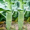 Atacado do Fabricante Sementes de Couve-galega Sementes de Couve Doce de Tira Grossa de Guangdong Sementes de Vegetais para o Ano Todo Sementes Doces Crocantes Sementes de Repolho Verde