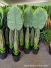 Simulación de comercio exterior taro verde simulación taro de hadas bonsái planta de simulación Guanyin goteante adornos decorativos en maceta venta al por mayor