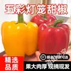 Pimientos Frescos, Pimientos de Colores, Pimientos Redondos Frescos de Temporada Recolectados, Pimientos Verdes, Pimientos Linterna, Verduras Frescas, Envío Gratis, Sf Express Opcional