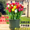 Sementes de bulbos de tulipa, bulbos holandeses de pétala única 5 graus, flores em vaso para interior, florescendo o ano todo, fáceis de cuidar, adequadas para cultivo hidropônico, atacado