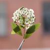 Spiraea con Ramas Flor Seca Estampada Narciso Gota de Pegamento Funda para Teléfono Móvil Marco de Fotos Pegatinas para Uñas Pintura Flor Deflector Espécimen de Planta