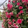 Base Wholesale Rosa Trepadora Forma en Maceta Florero de Rosas Enredadera Multi-Flor Casa de Rosas Patio Floración en el Mismo Año
