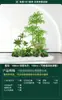 Set de Paisajismo Simulado para Exhibidores de Ventanas Interiores, Decoración de Escaleras, Paisaje de Plantas Verdes Simuladas, Arreglo de Jardín, Adornos de Decoración de Plantas en Maceta
