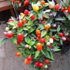 Mudas coloridas de pimenta com frutos, pimentas cereja frescas multicoloridas, pimentas voltadas para cima, flores de varanda e plantas verdes